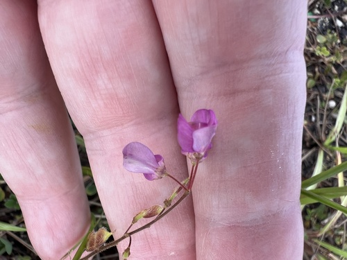 Desmodium incanum observed 2026-10-26