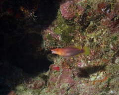 Pseudocheilinus octotaenia