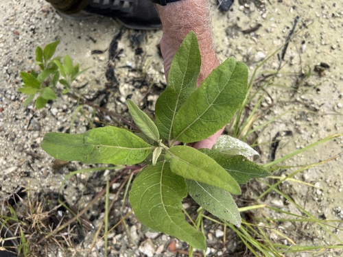 Pluchea carolinensis observed 2026-10-26