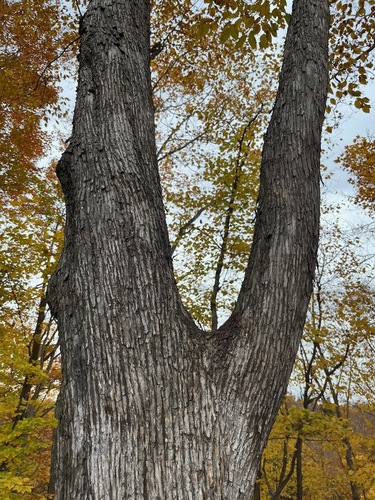 Ostrya virginiana, 2026-10-26