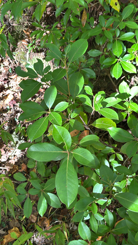 Kalmia latifolia observed 2026-10-26