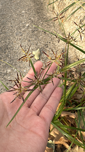 Cyperus rotundus observed 2026-10-26