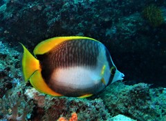 Chaetodon leucopleura