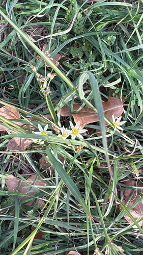 Nothoscordum bivalve, 2026-10-26