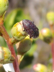 Epitragodes tomentosus