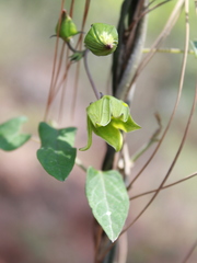 Gonolobus uniflorus