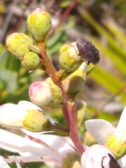 Epitragodes tomentosus