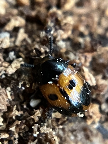 Diaperis maculata, 2026-10-26