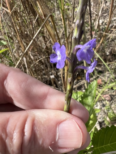 Stachytarpheta jamaicensis observed 2026-10-26