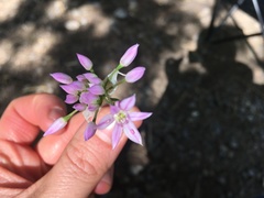 Allium bisceptrum
