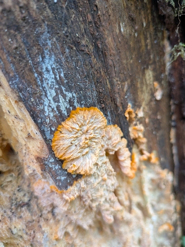 Phlebia radiata, 2026-10-26
