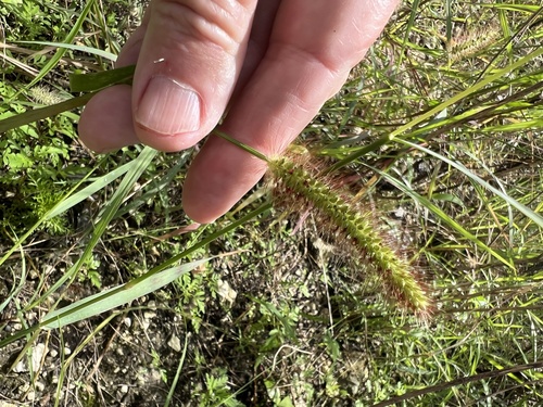 Setaria parviflora observed 2026-10-26