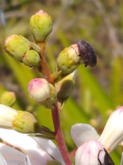 Epitragodes tomentosus