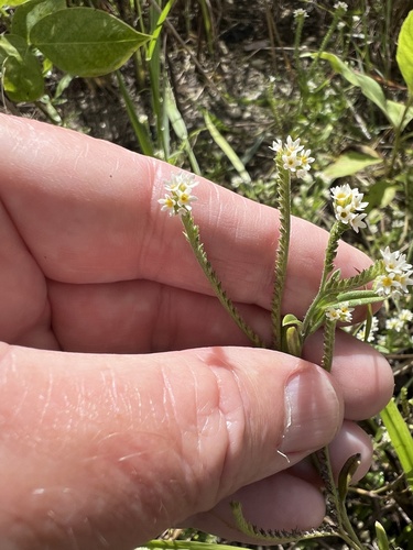 Euploca procumbens observed 2026-10-26
