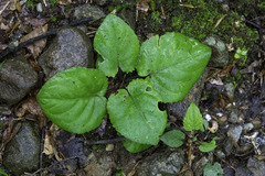 Viola rotundifolia