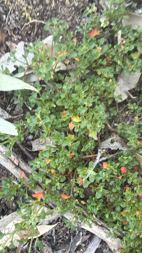 Chenopodium robertianum, 2026-10-21