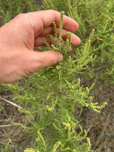Ambrosia psilostachya observed 2026-10-26