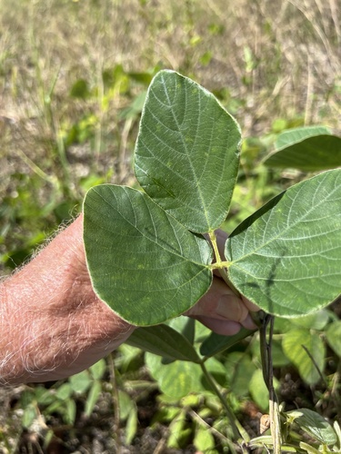 Mucuna pruriens observed 2026-10-26