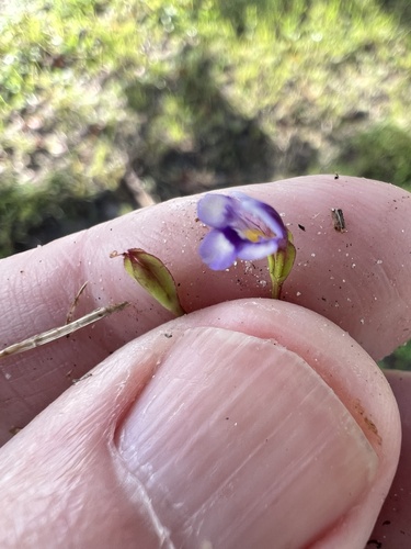Torenia crustacea observed 2026-10-26
