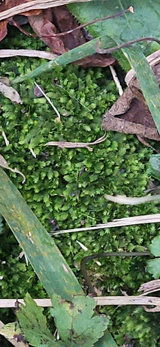Fissidens observed 2026-10-26