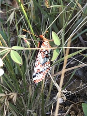 Euphydryas chalcedona chalcedona
