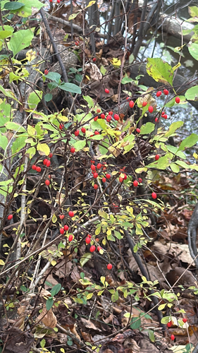 Berberis thunbergii observed 2026-10-26