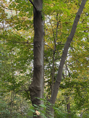 Fagus grandifolia observed 2026-10-26
