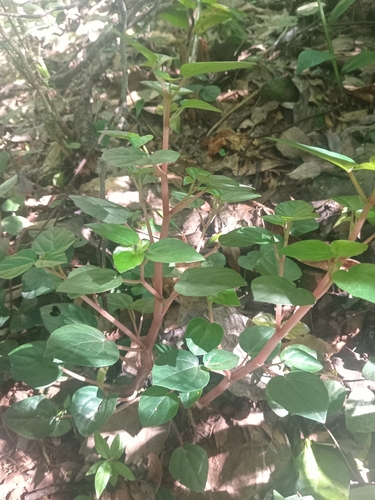 Peperomia observed 2026-10-26