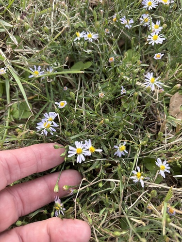 Symphyotrichum subulatum observed 2026-10-26