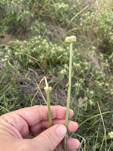Zephyranthes chlorosolen, 2026-10-26