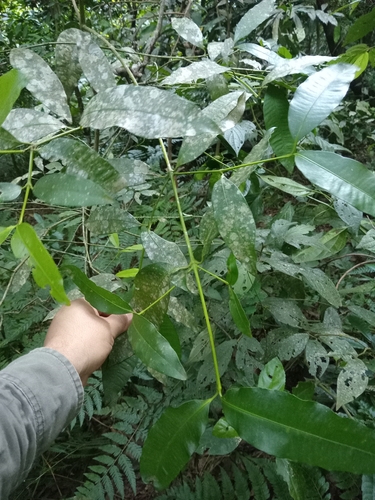 Garcinia observed 2026-10-26