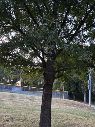 Quercus phellos observed 2026-10-26