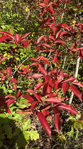 Oxydendrum arboreum observed 2026-10-26