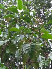 Cinchona officinalis