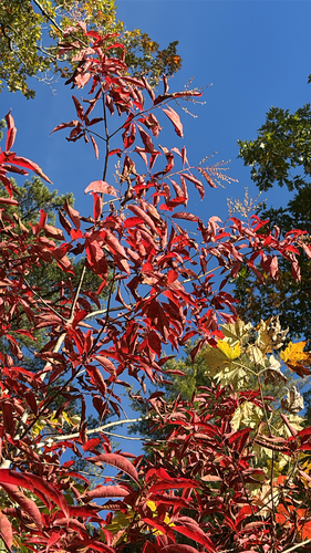Oxydendrum arboreum observed 2026-10-26