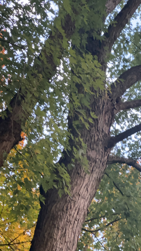 Acer saccharinum, 2026-10-26