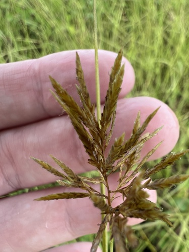 Cyperus polystachyos observed 2026-10-26
