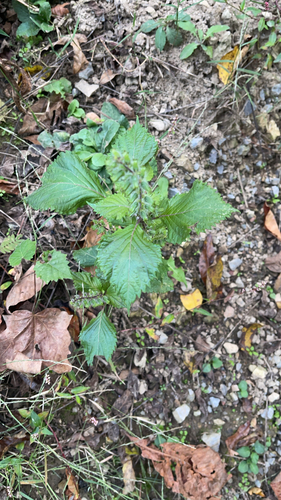 Perilla frutescens observed 2026-10-26