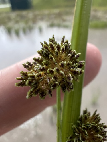 Cyperus difformis observed 2026-10-26