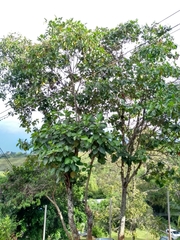 Cinchona officinalis