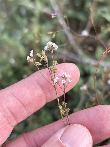 Boerhavia observed 2026-10-26
