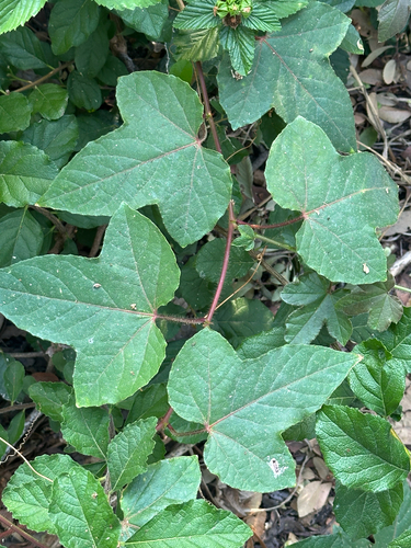Passiflora foetida observed 2026-10-26
