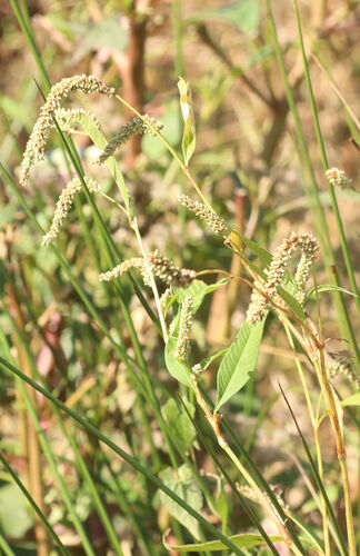 Xanthophyllum observed 2026-10-26