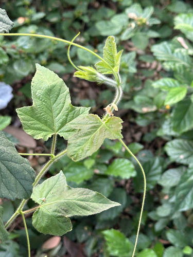Passiflora foetida observed 2026-10-26