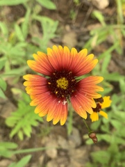 Gaillardia aestivalis