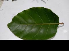 Cinchona officinalis