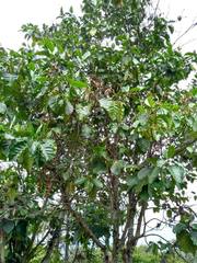 Cinchona officinalis