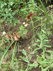 Gaillardia aestivalis