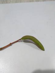 Cinchona officinalis