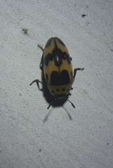 Ischyrus quadripunctatus quadripunctatus